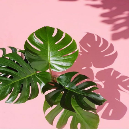 plants on pink Roblox decal