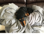Dog helper squad