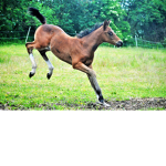 Playful Foal Fan Club!