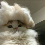 Cat Economy Roblox