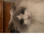 Cats rule! For life!