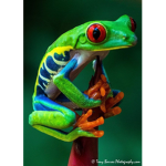 Kingdom of FROG'S!!!!!!!