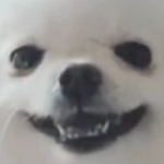 EggDog Nation