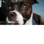 Dogs but only one person can join this group skeh