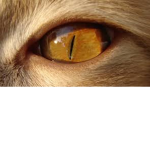 Division of The Wise Cats