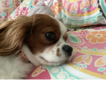 Harpers happiness
