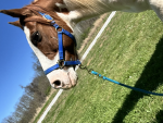 Horses are da best!