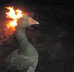 Teh Epik Ducks B)