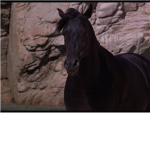 Horse lovers C: