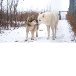 Arctic_SquadForever