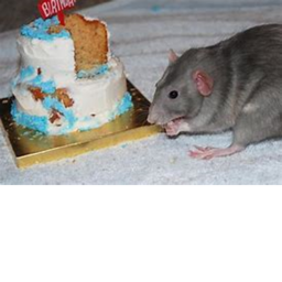 rats birthday