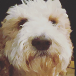 Bob The Dogo