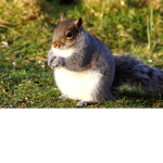 Squirrleys