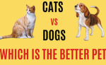 Dog vs cats who will win