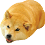 DaGamerDoge Group