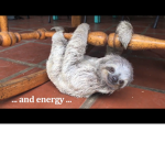 Sloths are awesome fan group