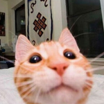 ort