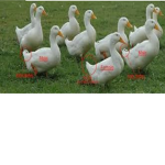 the tribe of ducky's