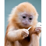 monkeys studioz