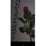 Sophie8886