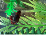 Betta Besties