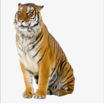 ~tigers family~