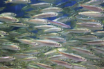 Sardine Paradsie