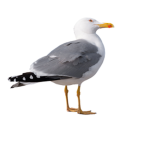 seagull.