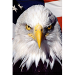 WOODLAND ELEMENTARY SCHOOL BALD EAGLE MASCOT
