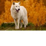 The Wolf777