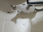 Doy rubux a mis amigos