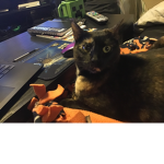 Worrier cats