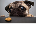 Pugsters are awsome