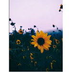 SunflowerAestheticlol