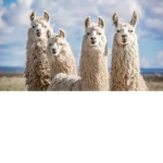 Llamas For Life!! :)