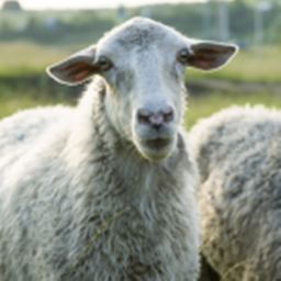 Sheep Hangout