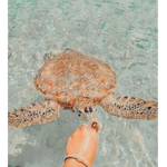 Turtle mix