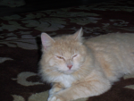 Catty's Group :3