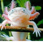Axolotll Squadd