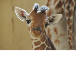 giga giraffes :)