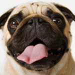 Pugs Clothing Machine