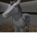 Group Horse