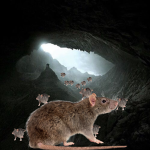 Silent Rats
