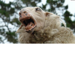 sheep studios
