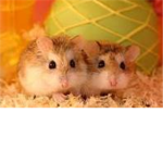Hamster Buddies