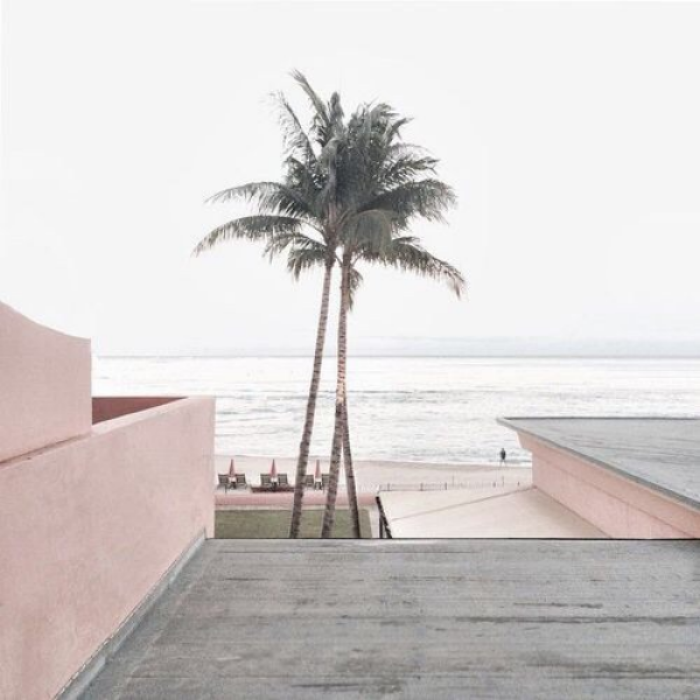 blush palm tree aesthetic Roblox decal