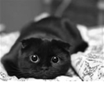 The Kawaii Shadow Cats