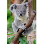 Die coolen Koalas <3