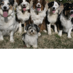 DA FLUFF BOIS