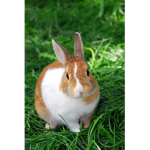 in loving memories of bunny